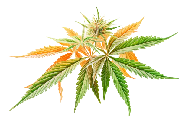 Eine bunte Darstellung ihrer Blätter und Blüte zeigt die Pflanze Cannabis, die eine außergewöhnliche Wirkung hat. Eine bunte Cannabispflanze, die in der Blütezeit ist.